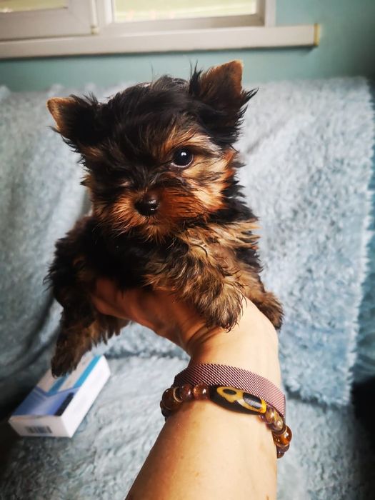 Продам мини щенков йоркширского терьера