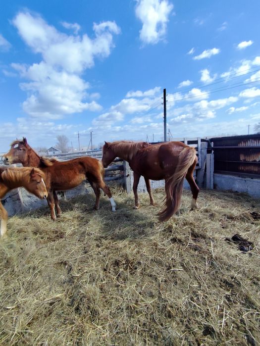 Продам кобылу и 2 жеребят