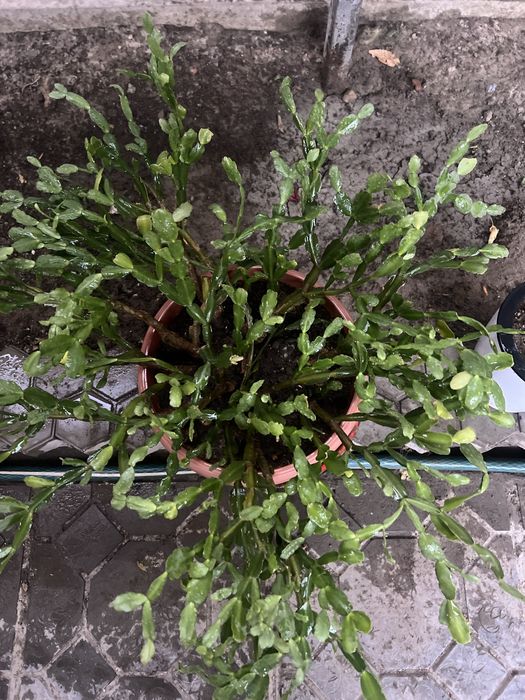 Декабрист цветущая