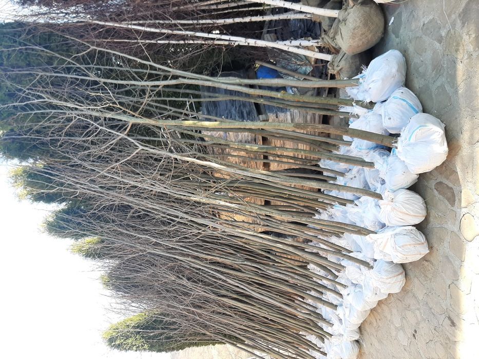 Vindem tuia brazi mesteacăn tei platan stejar frasin magnoli etc