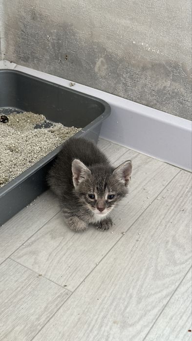 в добрые руки котят
