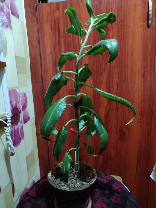 Каланхоэ домашнее растение