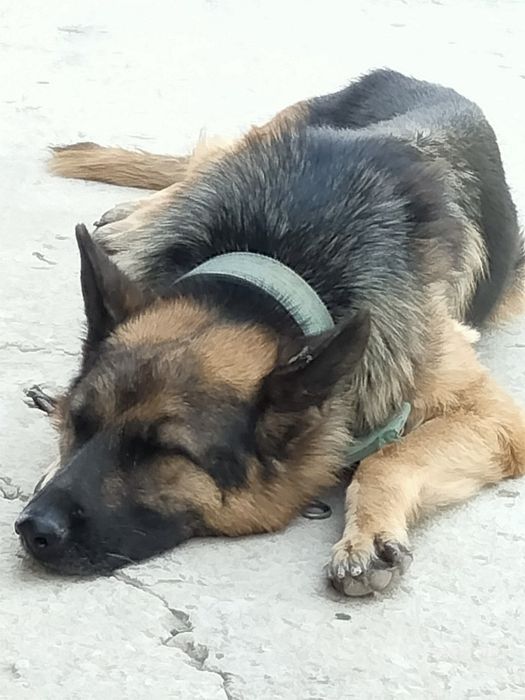 Авчарка 2 год с привипками. с документами