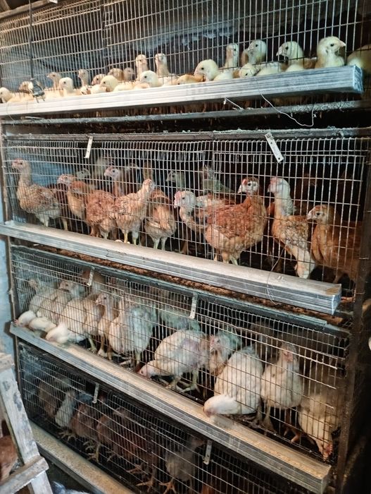 Vând pui 750g  și roca 1.500