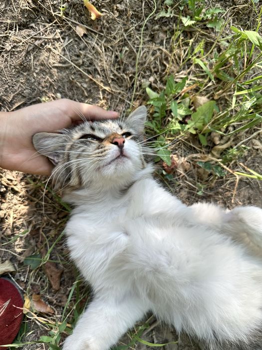 Срочно ищет дом