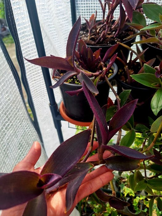 Plante de interior