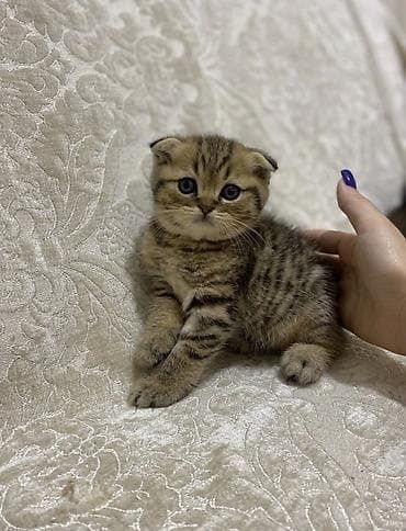 Вислоухие Шотландские котята