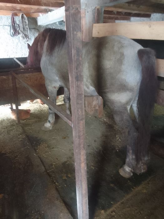 Vand armasar de 7 ani garantat la tras