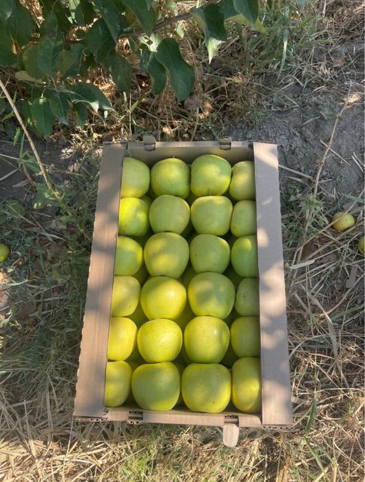 Продам яблоки оптом с сада