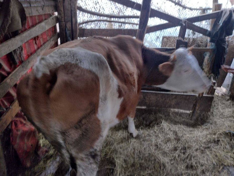 Vand vaca baltata romaneasca gestanta in 3 luni