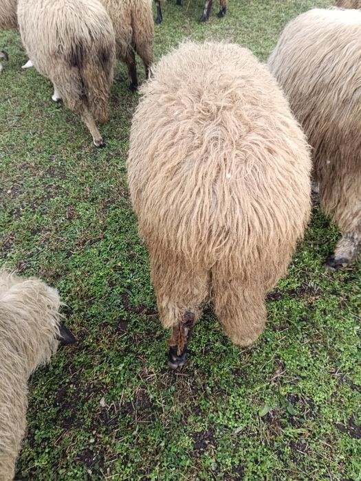 De vânzare un berbecuți