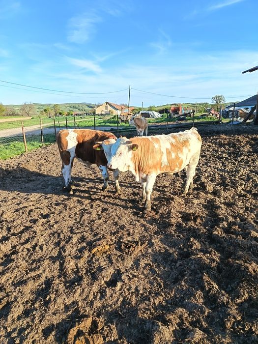 Tauri pentru montă