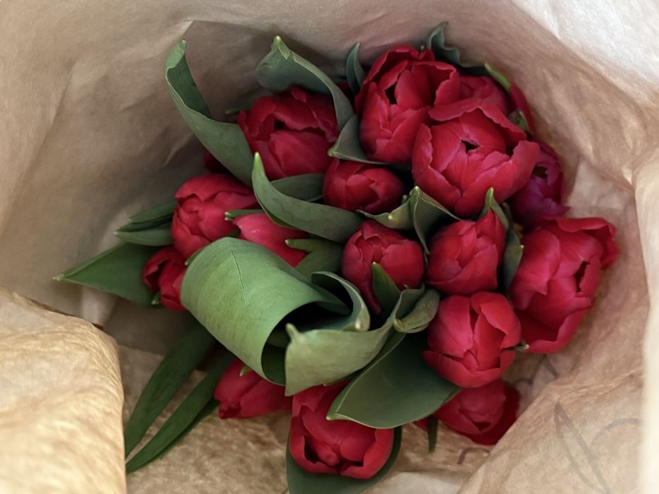 Продаем голландские тюльпаны