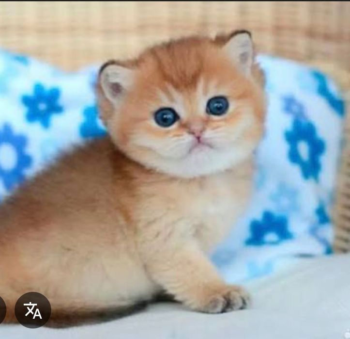 Передержка котов