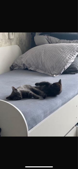 кошки 4  месяцаа