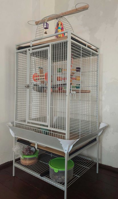 Papagal Micul Alexandru – 4 ani plus colivie