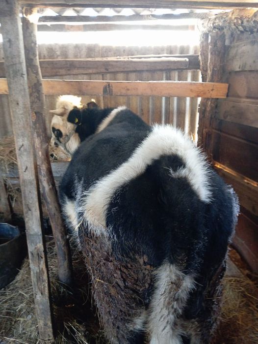 Продам хорошего быка