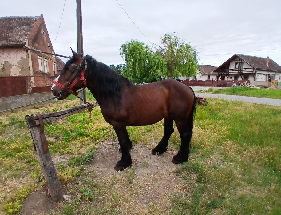Armasar de vanzare
