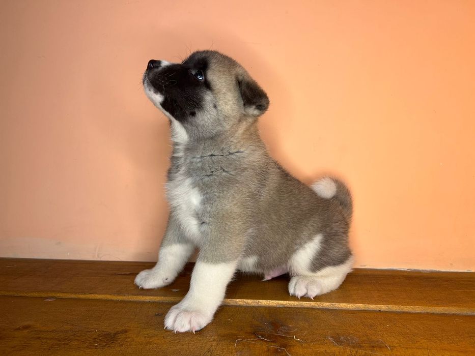 Американская Акита