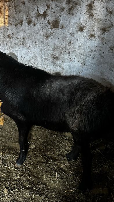 Кошкар породы гиссар