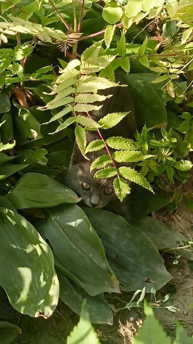 Отдам котенка в хорошие руки