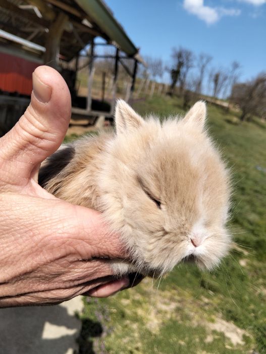 Iepurasi de paste [cap de leu]