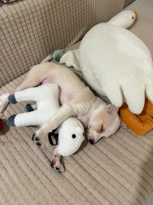 Отдам щенка только в добрые руки