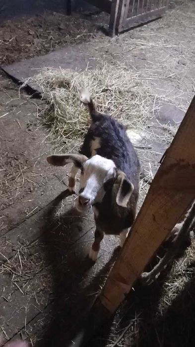 Продава се мъжко яре