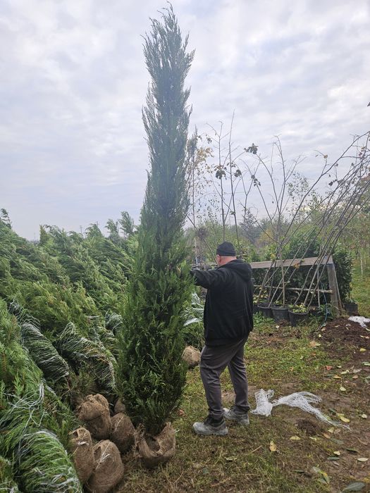 Tuia  leilandi plante decorative