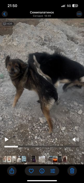 Тазы жүйрік мықты