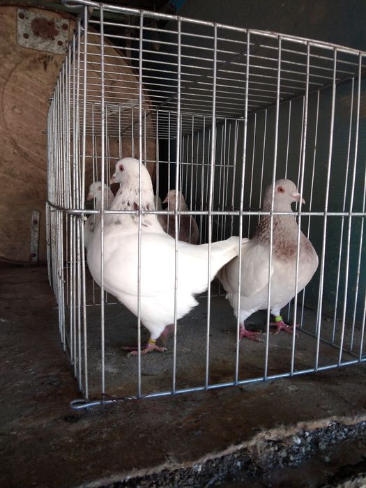 Texani Mondaini ȘI AGH