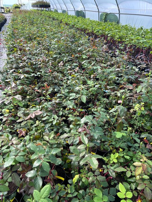 Trandafiri la ghiveci angro