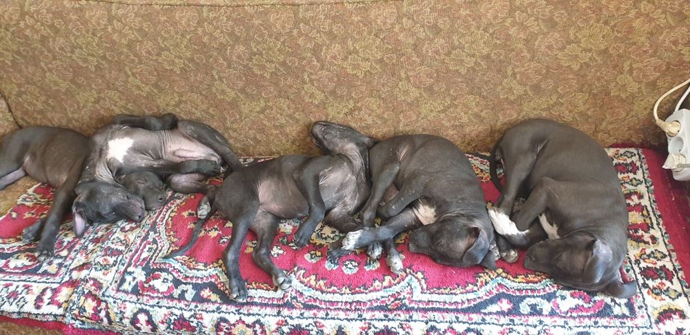 Продам щенка питбуля