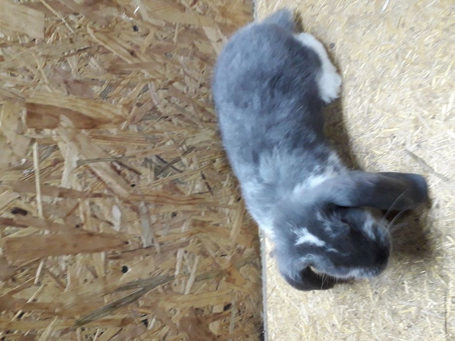 Кролики французский баран