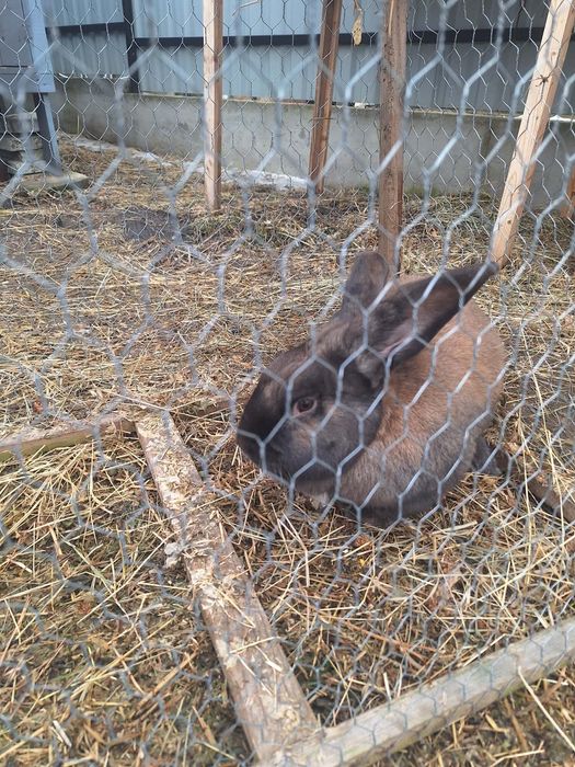 Vand 4 iepuroi 150 lei buc