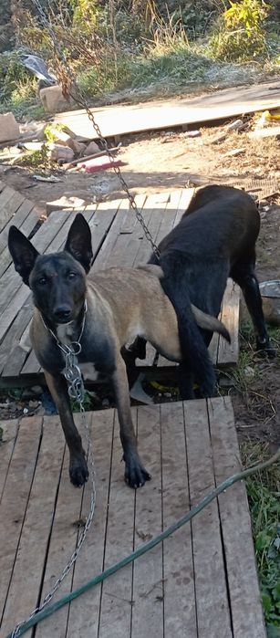 Кученца ,Белгийска овчарка Малиноа