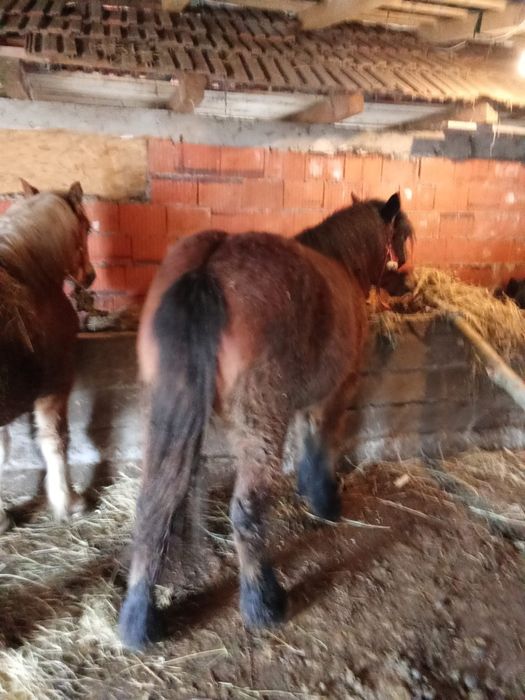 Vand 2 manze una este ardeneza murga este ardeneza un an si sapte luni