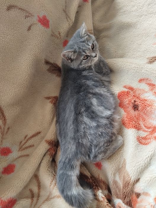 Кошка 6 месетцов