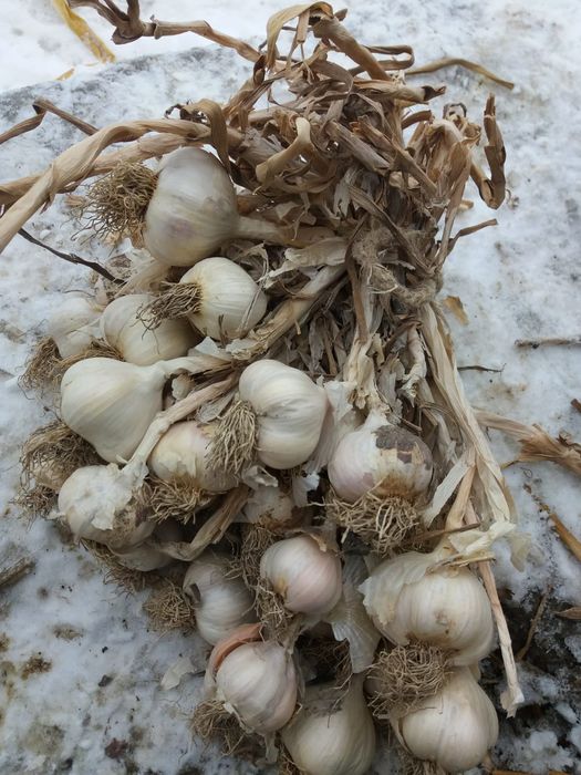 Usturoi de sămânța romanesc soiul de primăvară de Copălău