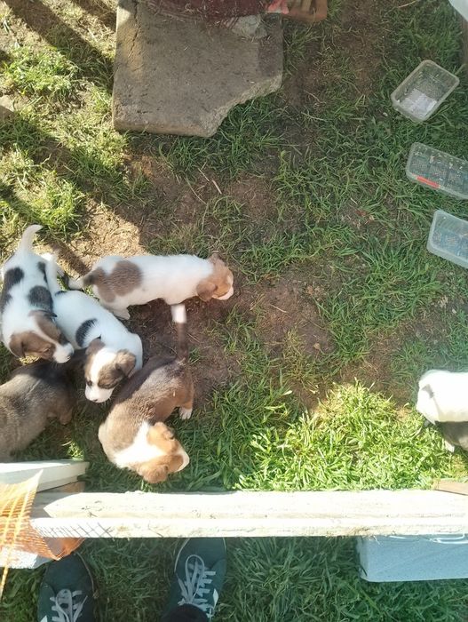Donez pui de metis beagle.