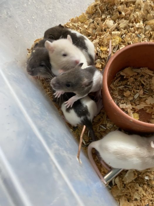 Vand sobolani dumbo de companie