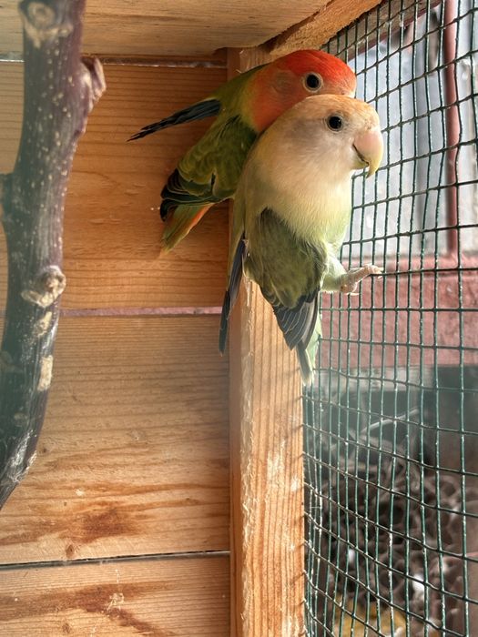 Vand papagali agapornis