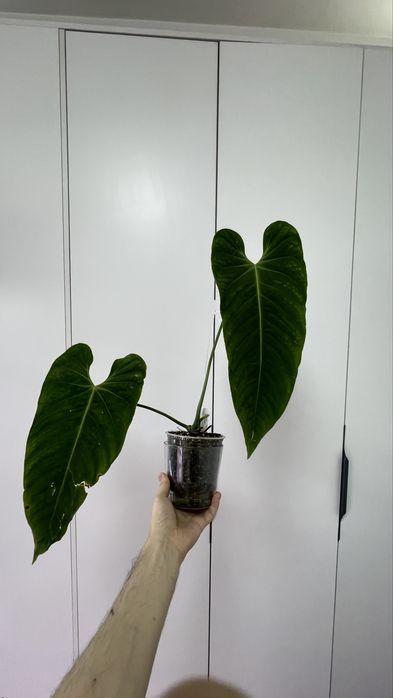 Антуриум Cirinoi velvet