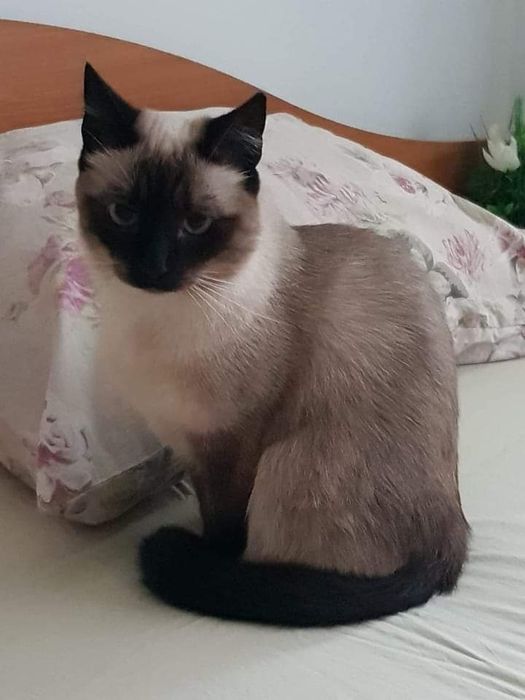 Donez pisica Siameza