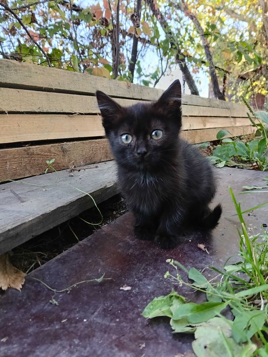 Котята, котенок, кошечка
