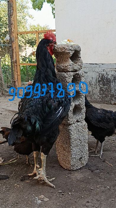 Қора шахзода хўрозлар