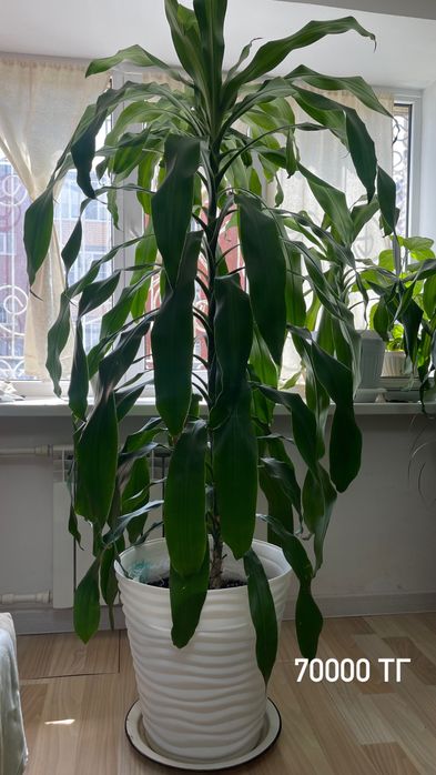 Продается пальма