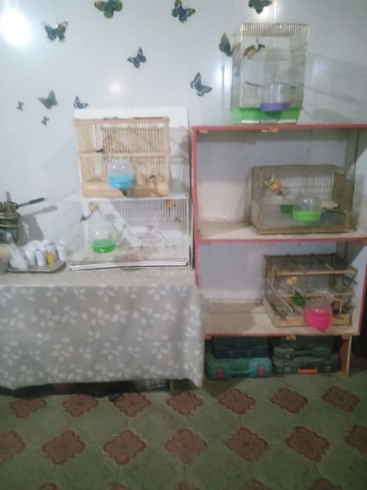Продам конореек