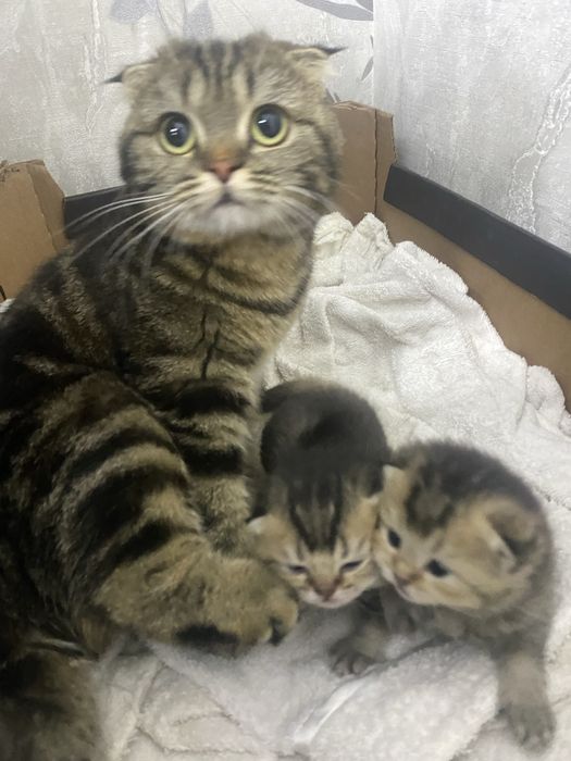 Продается котенок, девочка, почти 2 месяца, смесь шиншилла-скоттиш