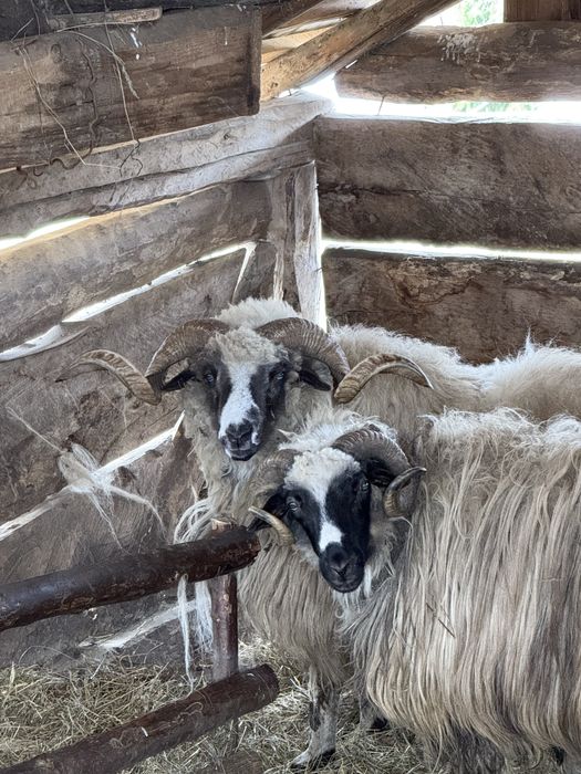 Vand berbec mai multe detalii in privat